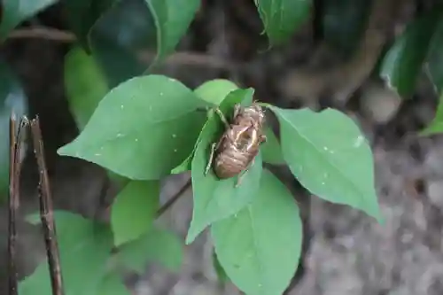 阿久津「田村神社」（郡山市阿久津町）旧社名：伊豆箱根三嶋三社の自然