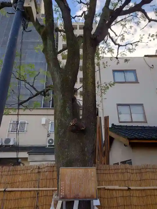 浅草神社の自然