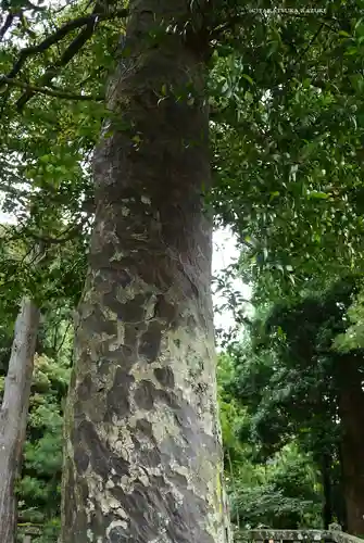 伊豆山神社(静岡県)