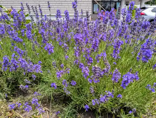 美瑛神社の自然