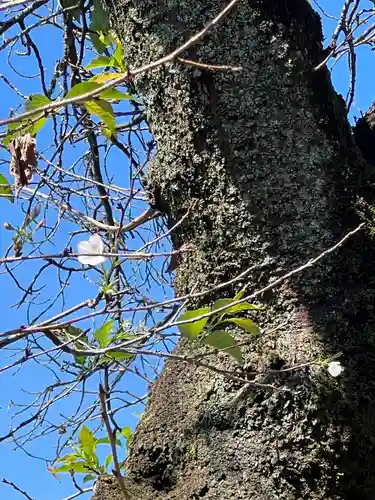 手力雄神社(岐阜県)