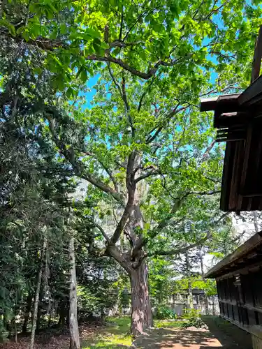 東川神社の自然