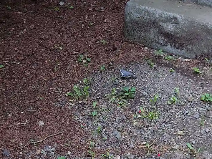 帯廣神社の動物