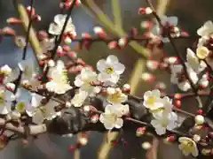 渋川神社の自然