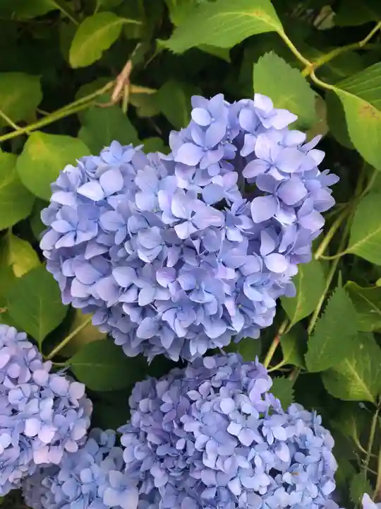 大聖寺(土浦大師不動尊)の自然