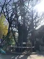 稲毛神社の自然