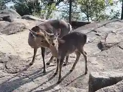 大聖院弥山本堂の動物