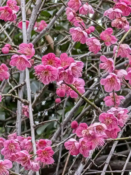 荻窪白山神社(東京都)