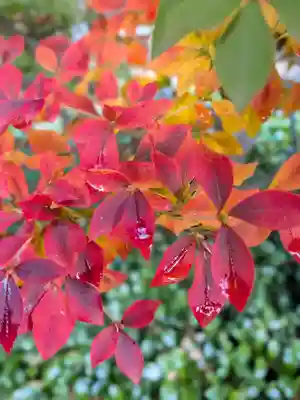 妙法寺(東京都)