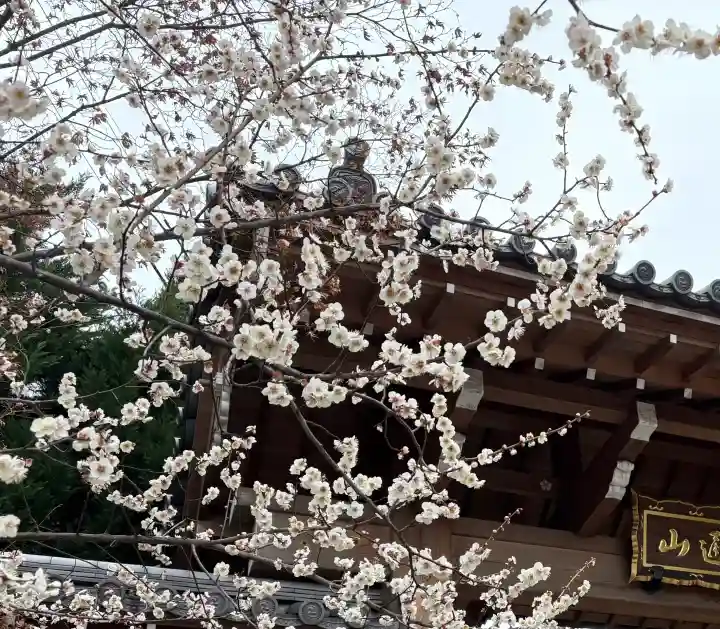 興聖寺の{uncategorized: "未分類", other: "その他", undefined: "問題あり", building: "その他建物", grave: "お墓", sacred_gate: "鳥居", guardian: "狛犬", statue: "像", buddha: "仏像", history: "歴史", nature: "自然", garden: "庭園", animal: "動物", pagoda: "塔", temizu: "手水舎", mountain_gate: "山門・神門", sanctuary: "本殿・本堂", subordinate: "末社・摂社", art: "芸術", scenery: "景色", jizo: "地蔵", ema: "絵馬", goshuin: "御朱印", omikuji: "おみくじ", items: "授与品その他", amulet: "お守り", goshuincho: "御朱印帳", eats: "食事", festival: "お祭り", votive_dance: "神楽", shichigosan: "七五三参", wedding: "結婚式", experience: "体験その他", initially: "初詣", around: "周辺", anti_infection: "感染症対策"}