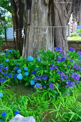 磐井神社(東京都)