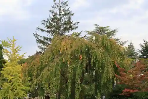 開成山大神宮の自然