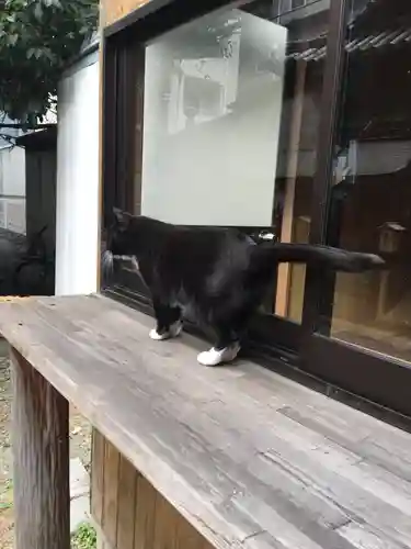 道祖神社の動物
