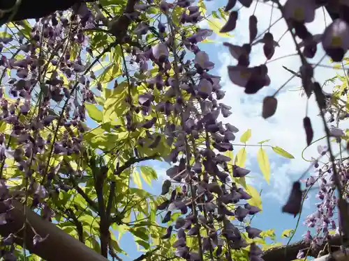 惣社神社の自然
