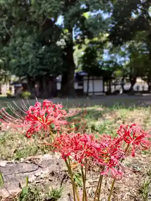 新屋坐天照御魂神社(大阪府)