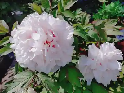 西新井大師総持寺(東京都)