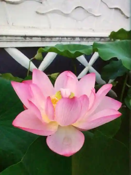 長善寺(東京都)