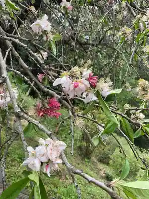 日龍峯寺(高澤観音)(美濃清水)(岐阜県)