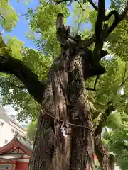 御霊神社(大阪府)