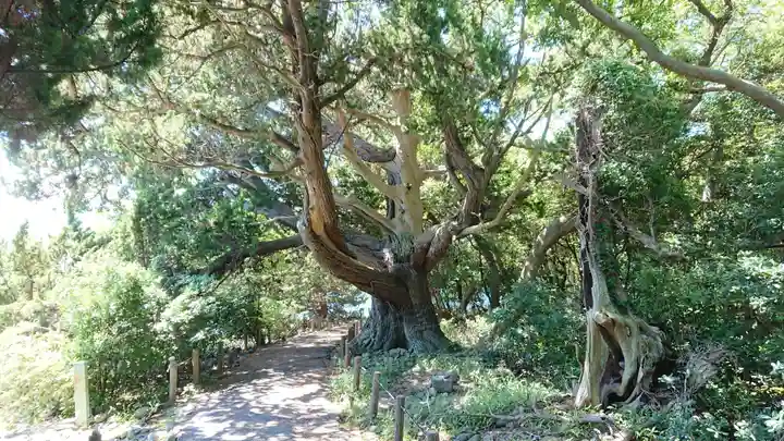 大瀬神社の自然