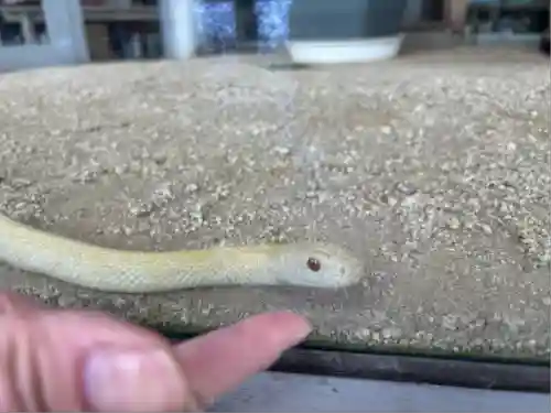 岩国白蛇神社(山口県)