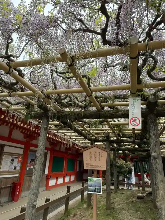 春日大社の{uncategorized: "未分類", other: "その他", undefined: "問題あり", building: "その他建物", grave: "お墓", sacred_gate: "鳥居", guardian: "狛犬", statue: "像", buddha: "仏像", history: "歴史", nature: "自然", garden: "庭園", animal: "動物", pagoda: "塔", temizu: "手水舎", mountain_gate: "山門・神門", sanctuary: "本殿・本堂", subordinate: "末社・摂社", art: "芸術", scenery: "景色", jizo: "地蔵", ema: "絵馬", goshuin: "御朱印", omikuji: "おみくじ", items: "授与品その他", amulet: "お守り", goshuincho: "御朱印帳", eats: "食事", festival: "お祭り", votive_dance: "神楽", shichigosan: "七五三参", wedding: "結婚式", experience: "体験その他", initially: "初詣", around: "周辺", anti_infection: "感染症対策"}