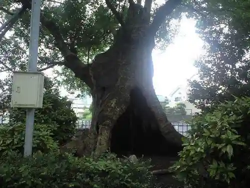 宇美八幡宮の自然