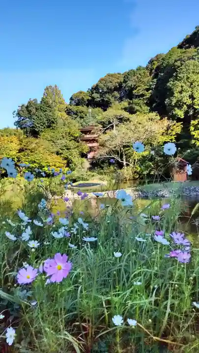 浄瑠璃寺(京都府)