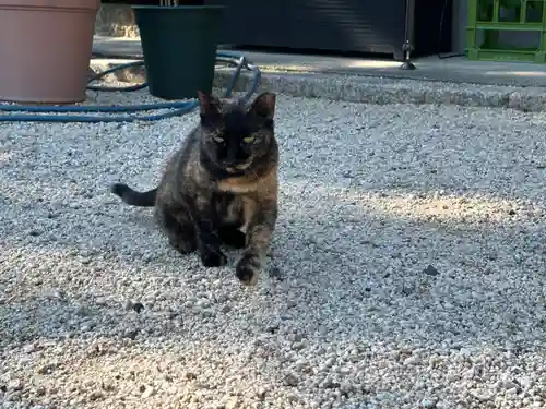 神館神社の動物