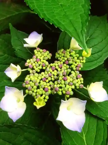 鳩森八幡神社の自然