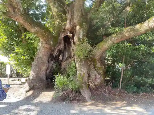 川津来宮神社(静岡県)