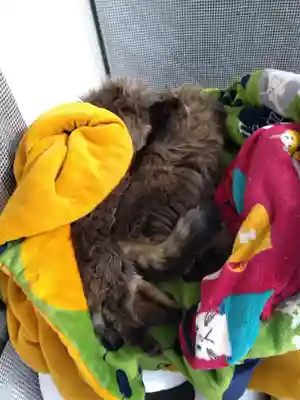 御誕生寺（猫寺）(福井県)