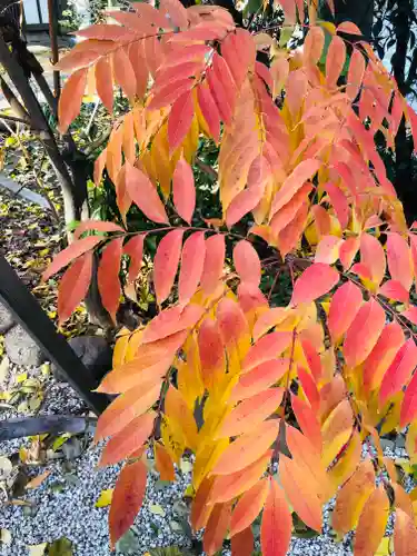 馬橋稲荷神社の自然