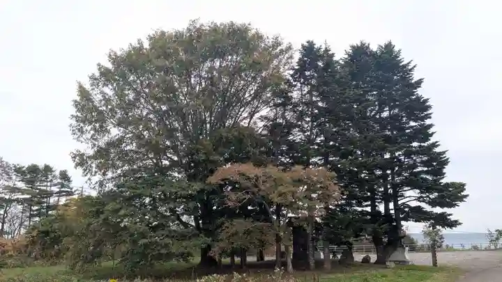 十勝神社頓宮の自然