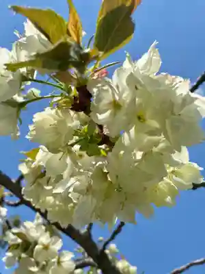 六孫王神社(京都府)