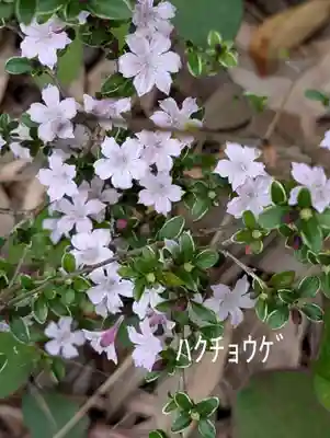 藏王高根神社(神奈川県)