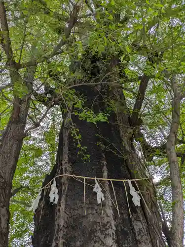 飛木稲荷神社の自然