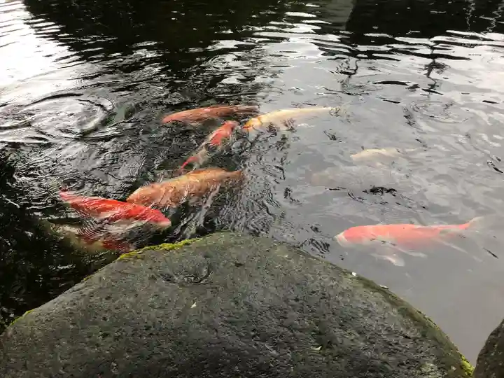 熊野神社の動物
