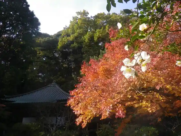 安國論寺(安国論寺)の自然
