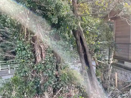 山中貞心神社の自然