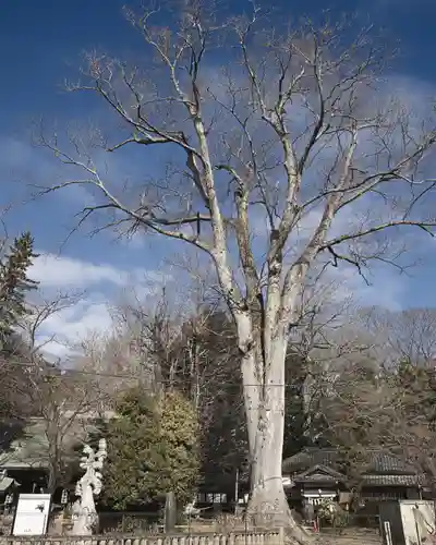 野木神社(栃木県)