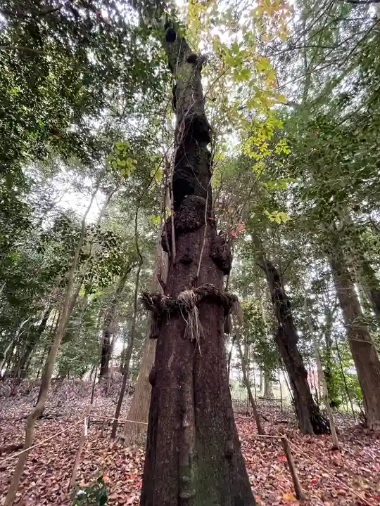 積田神社の自然