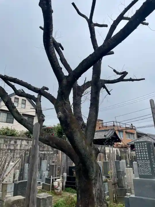 本光寺の{uncategorized: "未分類", other: "その他", undefined: "問題あり", building: "その他建物", grave: "お墓", sacred_gate: "鳥居", guardian: "狛犬", statue: "像", buddha: "仏像", history: "歴史", nature: "自然", garden: "庭園", animal: "動物", pagoda: "塔", temizu: "手水舎", mountain_gate: "山門・神門", sanctuary: "本殿・本堂", subordinate: "末社・摂社", art: "芸術", scenery: "景色", jizo: "地蔵", ema: "絵馬", goshuin: "御朱印", omikuji: "おみくじ", items: "授与品その他", amulet: "お守り", goshuincho: "御朱印帳", eats: "食事", festival: "お祭り", votive_dance: "神楽", shichigosan: "七五三参", wedding: "結婚式", experience: "体験その他", initially: "初詣", around: "周辺", anti_infection: "感染症対策"}