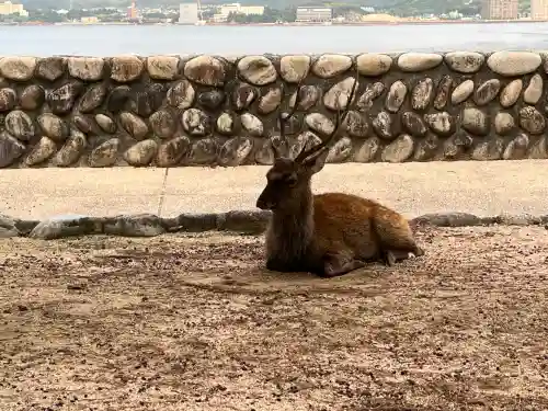 厳島神社(広島県)