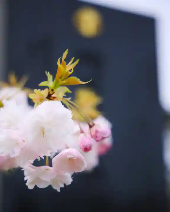 秋田県護國神社(秋田県)