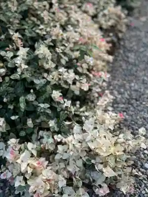 沙沙貴神社(滋賀県)