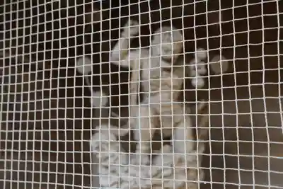 大祥寺(岩手県)