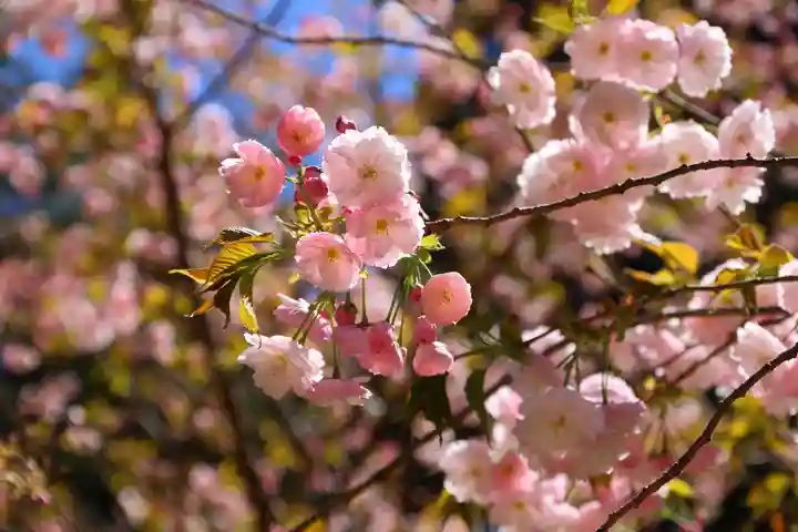 磐椅神社の自然