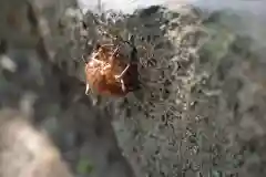 神魂神社の自然