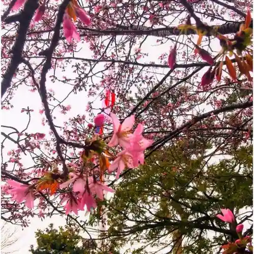 彌彦神社　(伊夜日子神社)の自然